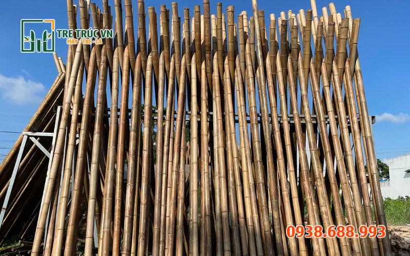 Cây tre khô — Tre gai nguyên liệu Cây tre khô