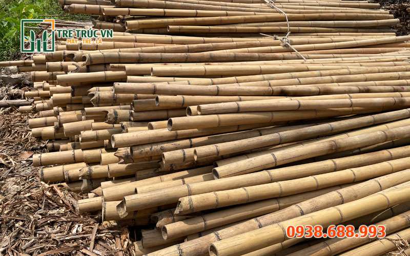 Cây tre khô — Tre gai nguyên liệu Cây tre khô trang trí