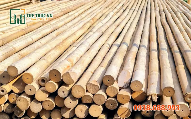 cay-tre-tam-vong.jpg.webp