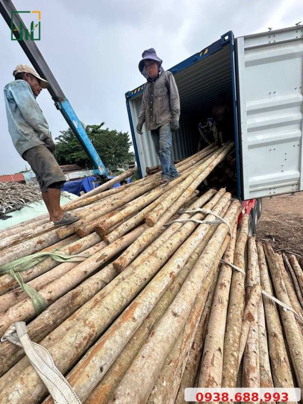 Ứng Dụng Cừ Tràm Bóc Vỏ Trong Trang Trí & Xây Dựng 2026 Cừ tràm xuất khẩu - Tre Trúc VN - LH 0938.688.993