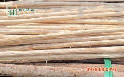 Bạch đàn bóc vỏ