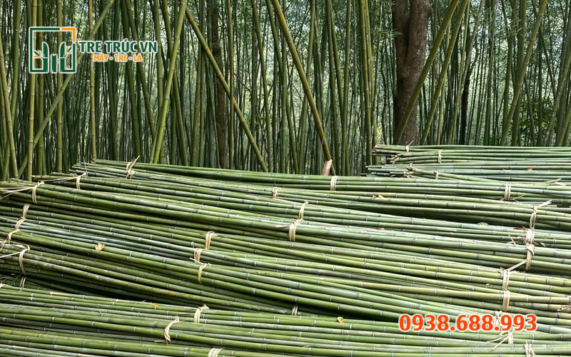 Cây trúc sào tươi