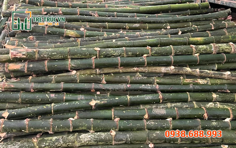 Tre Gai Nguyên Liệu — Cứng Nhất Việt Nam, Giá Xưởng TPHCM | Tre Trúc VN Tre gai nguyên liệu — cứng nhất Việt Nam, gai tự nhiên chống trèo tại Tre Trúc VN