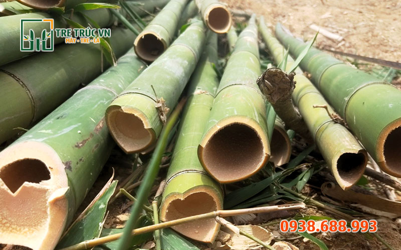 Lồ ô