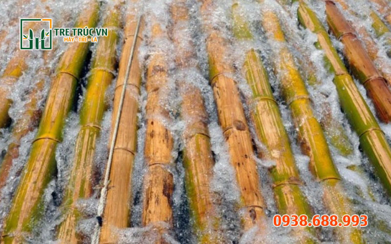 Quy trình xử lý tre trúc