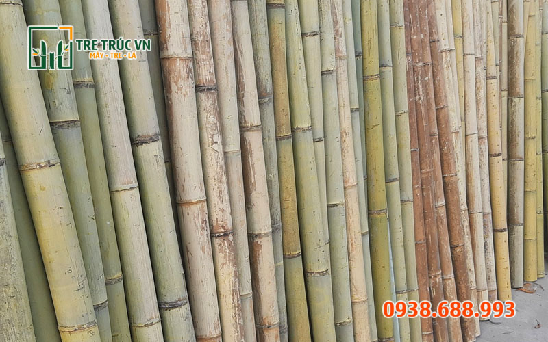 Tre Luồng Nguyên Liệu — Giá Xưởng Tại TPHCM | Tre Trúc VN Tre luồng làm cột chống xây dựng — chịu lực số 1 Việt Nam