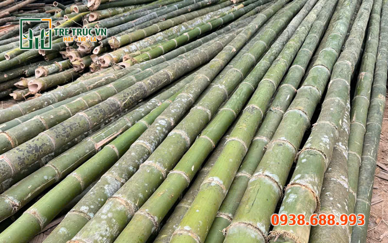 Tre Luồng Nguyên Liệu — Giá Xưởng Tại TPHCM | Tre Trúc VN Tre luồng Thanh Hóa nguyên liệu — chịu lực số 1 Việt Nam tại Tre Trúc VN