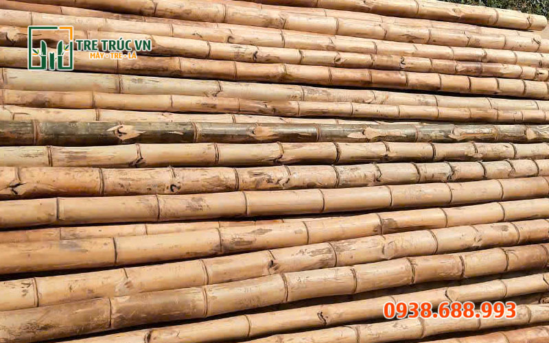 Tre Gai Nguyên Liệu — Cứng Nhất Việt Nam, Giá Xưởng TPHCM | Tre Trúc VN Tre gai làm hàng rào chống trèo — an ninh tuyệt đối