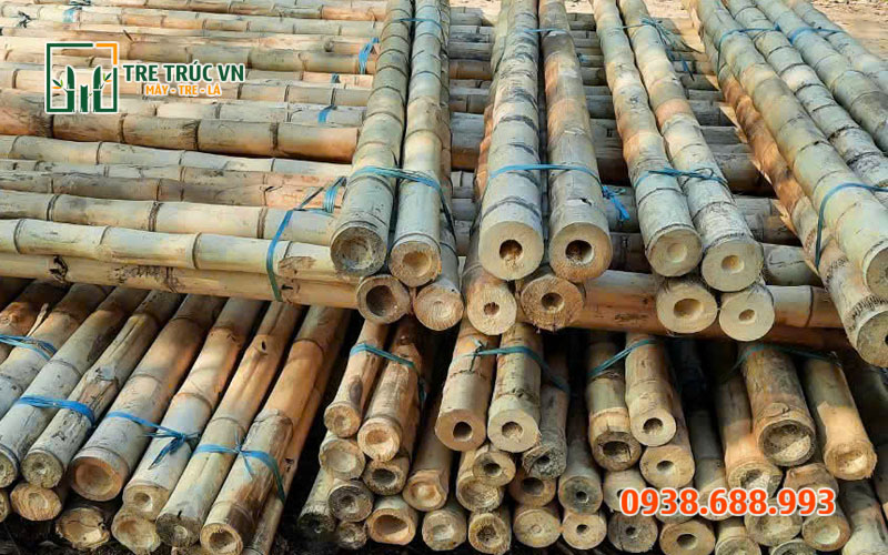 Tre Gai Nguyên Liệu — Cứng Nhất Việt Nam, Giá Xưởng TPHCM | Tre Trúc VN Tre gai làm cột chống xây dựng — chịu tải trọng lớn