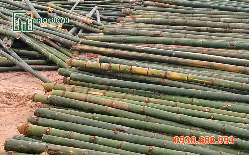 Tre Gai Nguyên Liệu — Cứng Nhất Việt Nam, Giá Xưởng TPHCM | Tre Trúc VN Tre gai làm cọc tiêu cọc rào — gai tự nhiên giúp cây leo bám